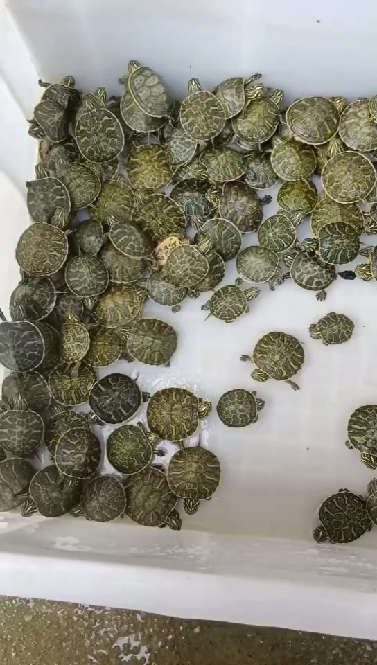精品火焰苗 精品火焰苗 龍魚論壇