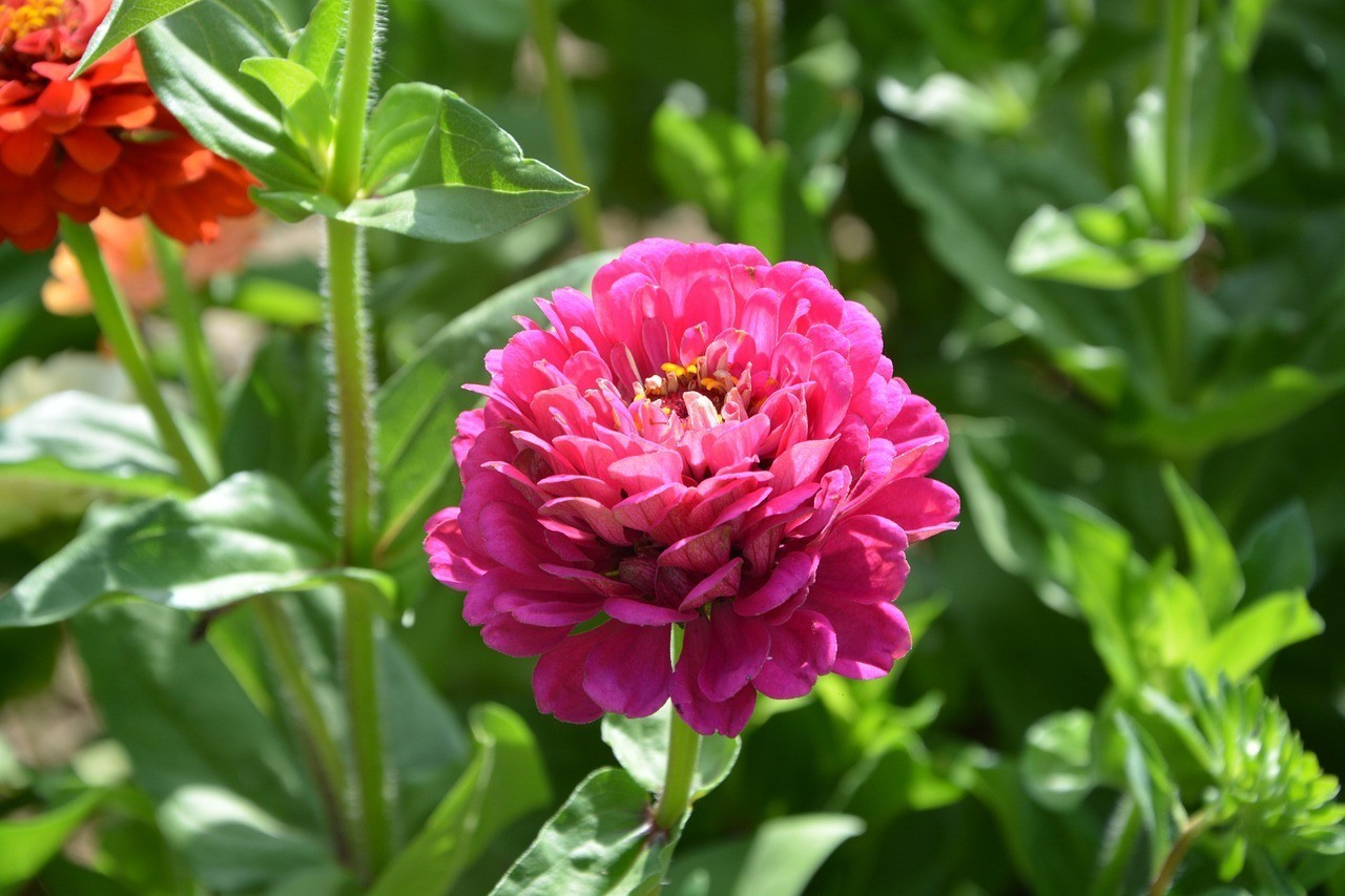 正藍(lán)旗上都鎮(zhèn)時(shí)時(shí)花開(kāi)鮮花店