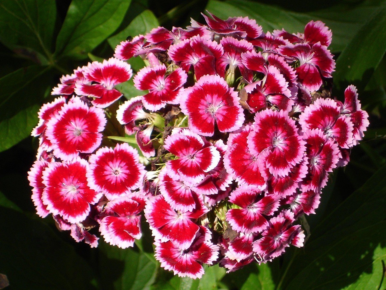 正藍旗上都鎮時時花開鮮花店 正藍旗上都鎮時時花開鮮花店 全國水族館企業名錄 第2張