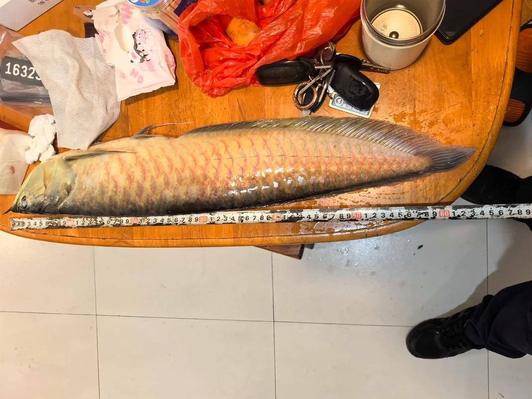 銀龍魚苗喂什么最好呢圖片大全