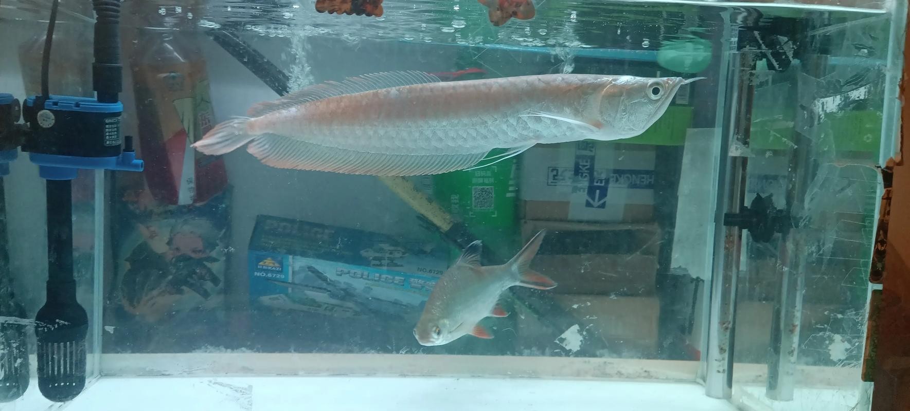 銀龍魚苗喂什么最好呢圖片大全