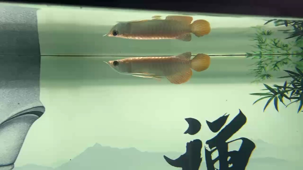 大家幫忙鑒定下這條龍怎么樣[haha]