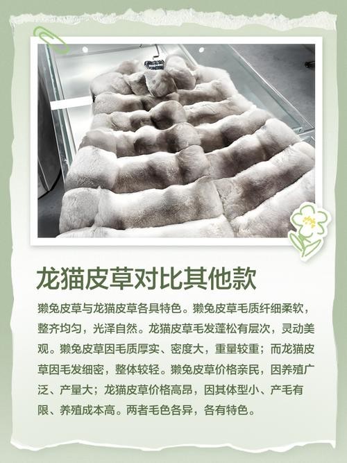 龍貓的食物應該如何搭配？