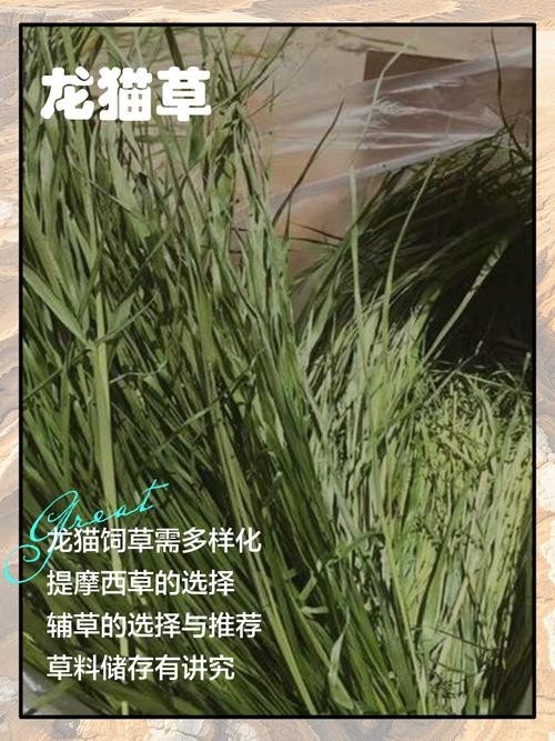 龍貓的食物應該如何搭配？