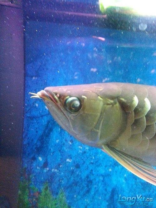 龍魚蒙眼是什么原因造成的圖片