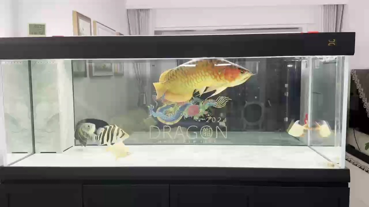 6歲留念 6歲留念 龍魚論壇