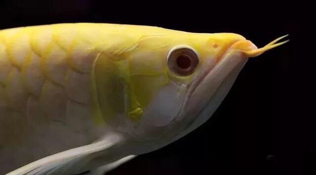 呼圖壁縣魚鳥樂水族館（呼圖壁縣魚笑） 呼圖壁縣魚鳥樂水族館（呼圖壁縣魚笑） 全國水族館企業名錄