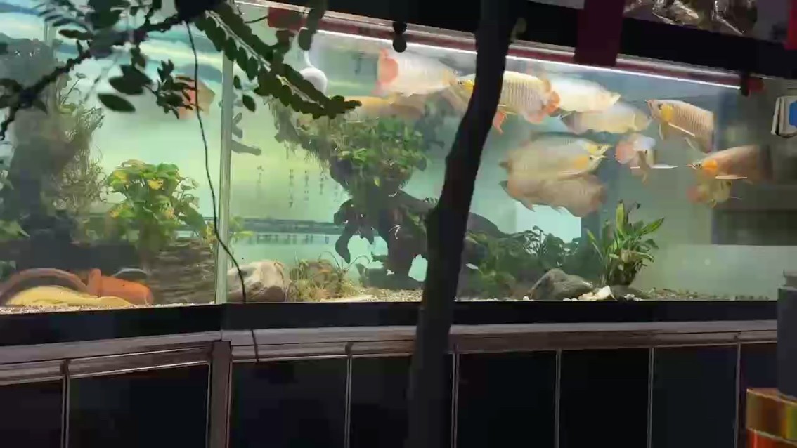 好久沒發(fā)了，魚餓了5天。