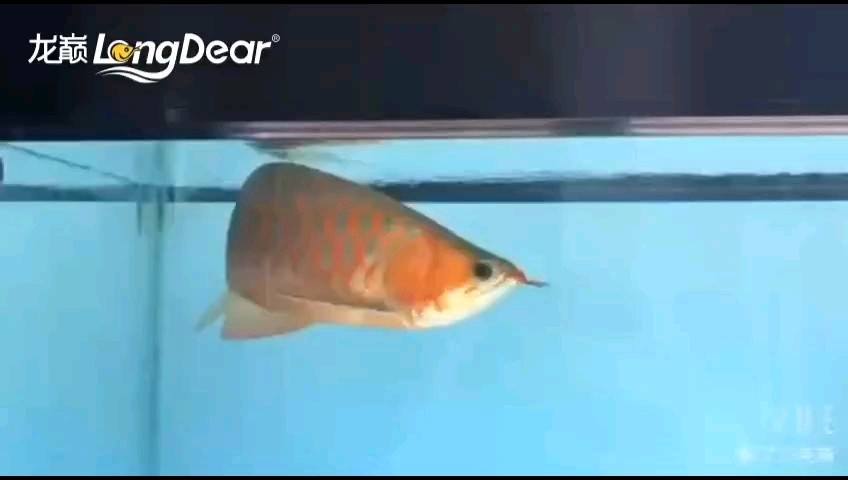 給大魚缸換水的作文:體驗(yàn)給大魚缸換水的樂趣:體驗(yàn)給大魚缸換水:給大魚缸換水的作文 轉(zhuǎn)發(fā)827 龍魚論壇 轉(zhuǎn)發(fā)827 轉(zhuǎn)發(fā)827 龍魚論壇