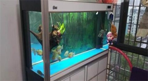 適合新手養的蝴蝶魚 龍魚論壇 第2張 適合新手養的蝴蝶魚 適合新手養的蝴蝶魚 龍魚論壇 第2張