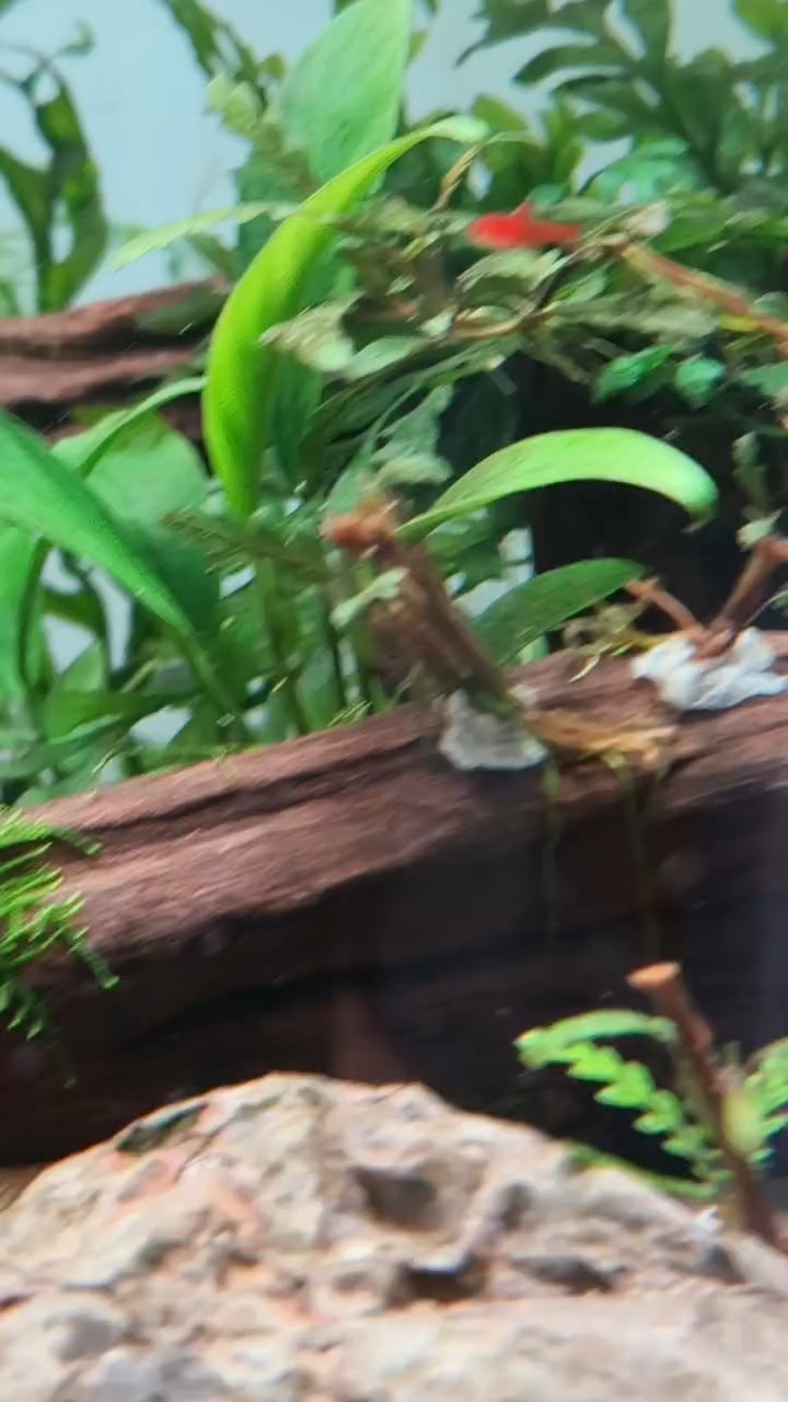 養(yǎng)了兩年多的噴火燈，突然間發(fā)現(xiàn)有兩條小魚苗，難道是繁殖了？驚喜。