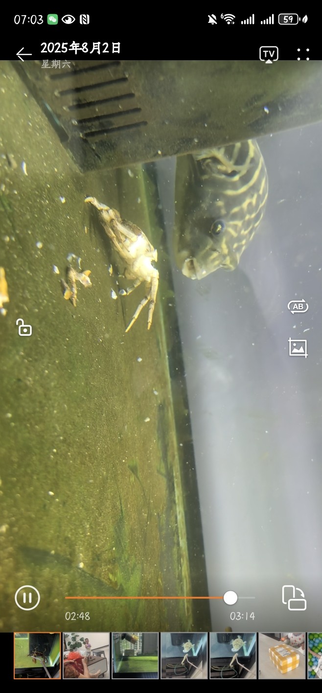 斑馬狗頭大戰大螃蟹