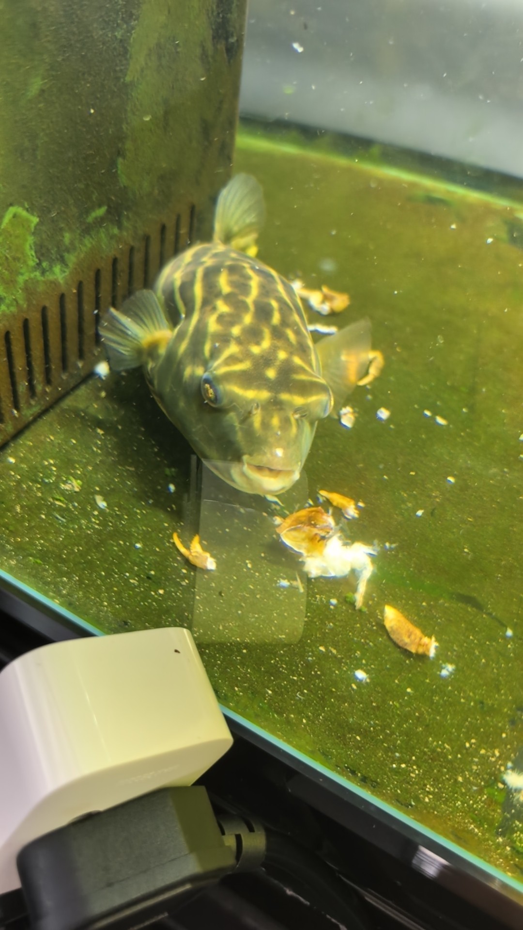斑馬狗頭大戰大螃蟹