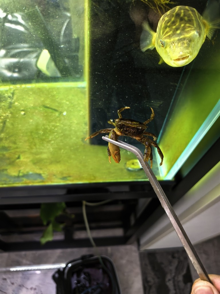 斑馬狗頭大戰(zhàn)小螃蟹