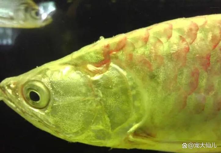 龍魚浮水面游來游去