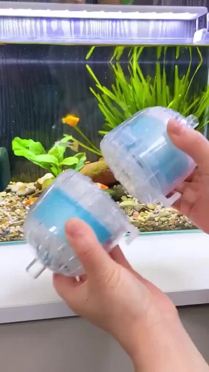 龍魚浮水面游來游去