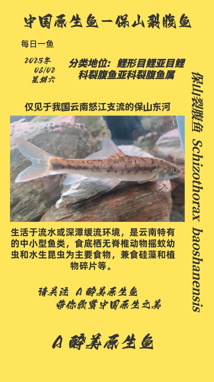保山裂腹魚
