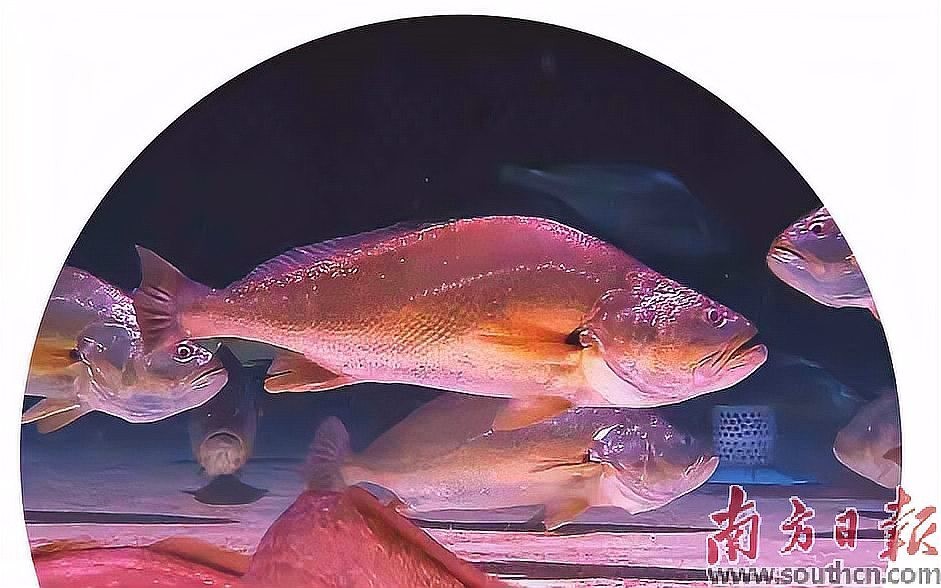 龍須貓魚的人工繁育情況如何？ 龍須貓魚的人工繁育情況如何？ 龍魚百科 第1張