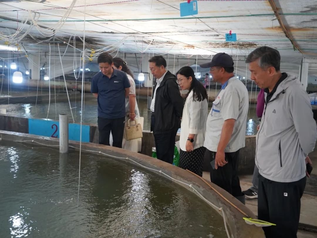 龍須貓魚的人工繁育情況如何？ 龍須貓魚的人工繁育情況如何？ 龍魚百科 第3張