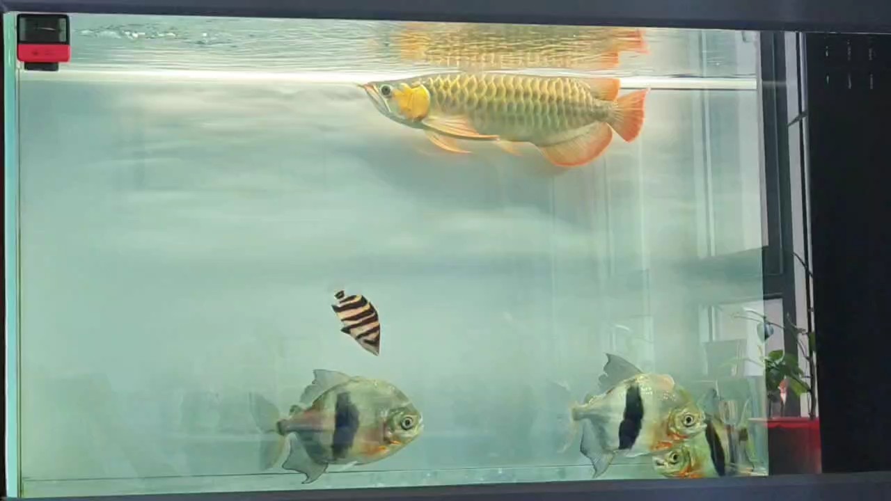 換水打卡，虎魚(yú)戰(zhàn)損一條，被龍魚(yú)吞掉了[daku]