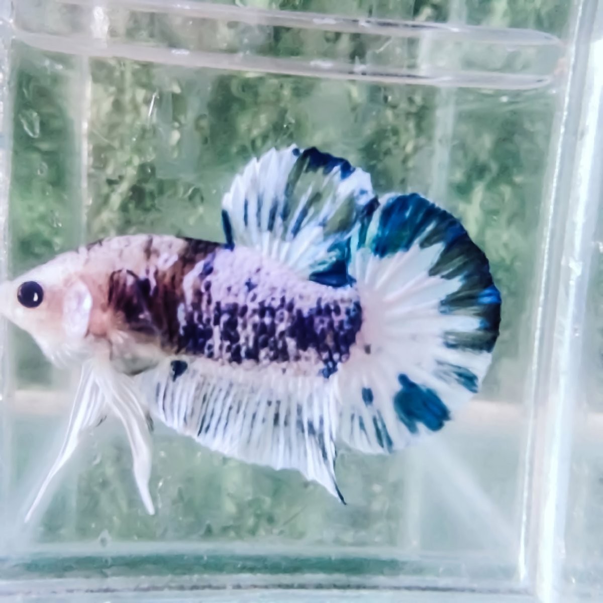 銀龍魚的顏色怎么有的白有的不白呀怎么回事
