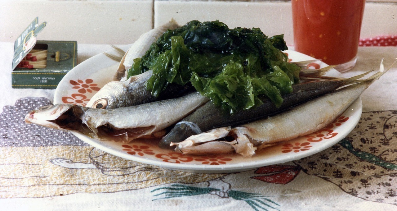 三湖慈鯛魚能和什么魚混養