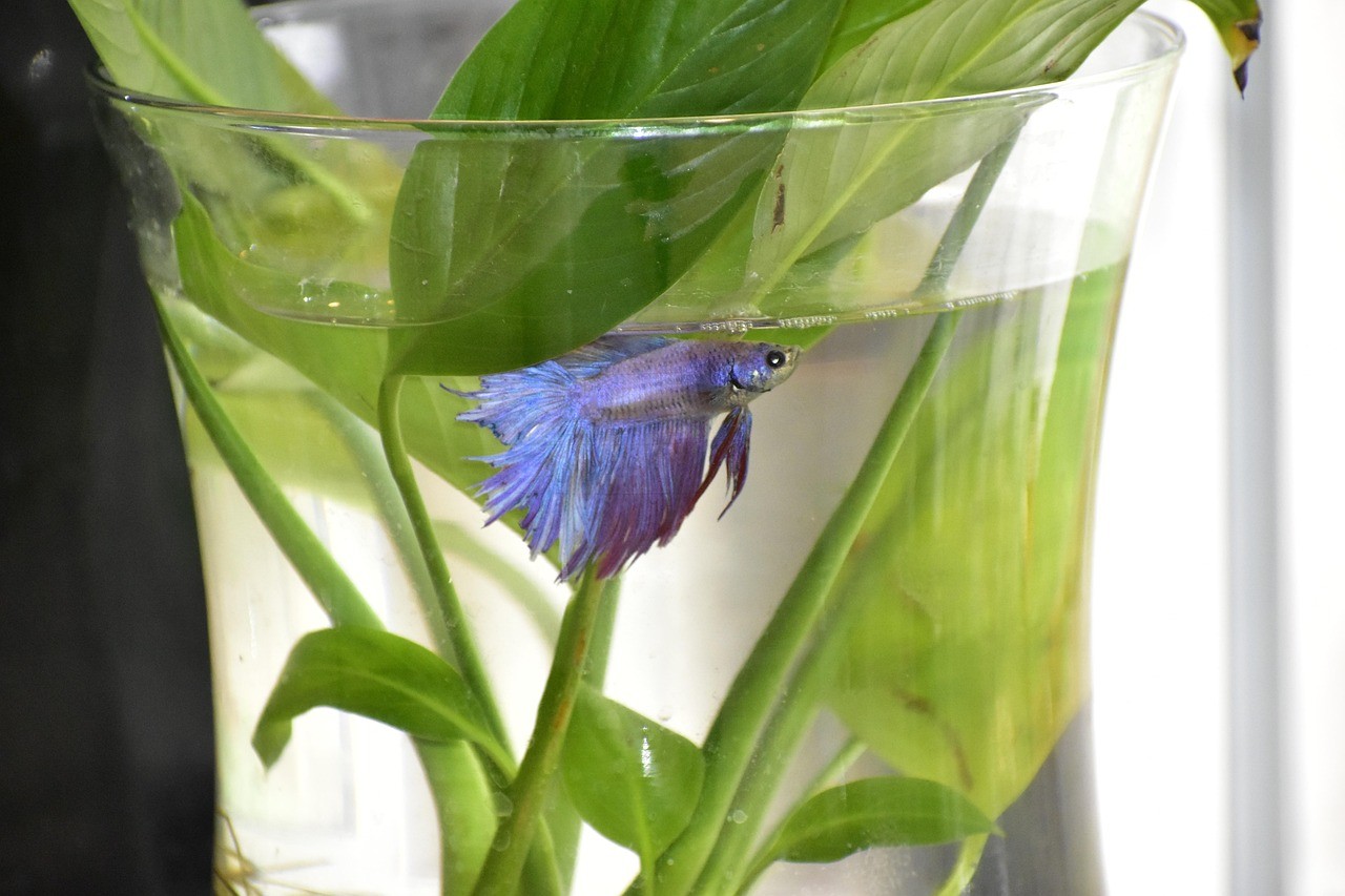 斗魚養幾條最旺財