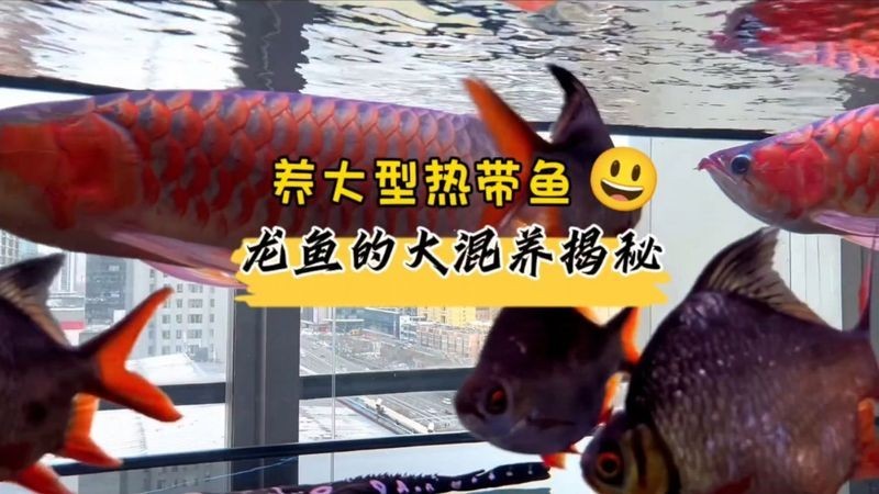 龍魚混養(yǎng)視頻大全視頻播放