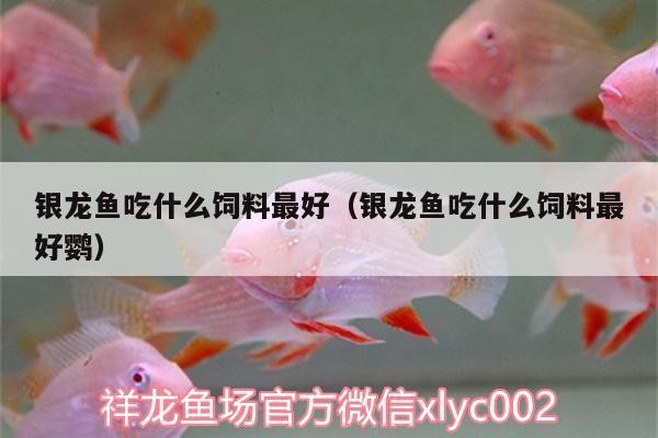 西峰區黑黑水族店 西峰區黑黑水族店 全國水族館企業名錄