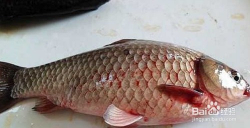 曲溝鎮錦繡園好多魚水族館（曲溝鎮錦繡園圖片）