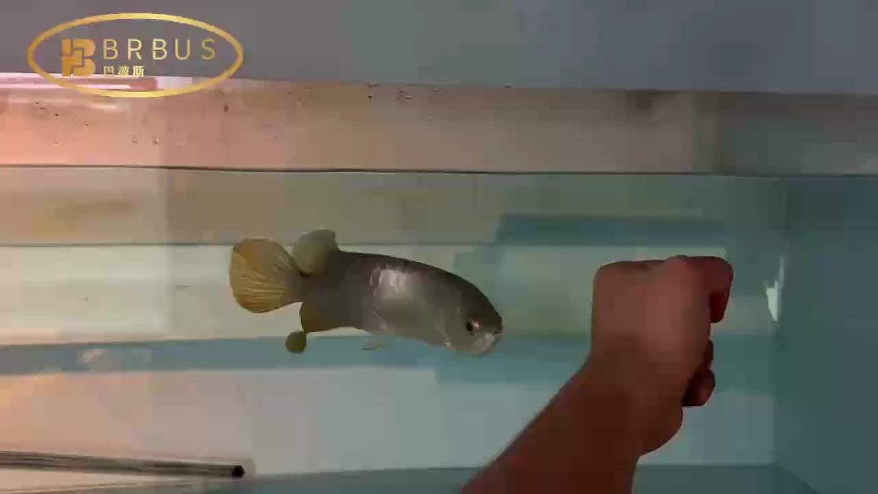 小金炮