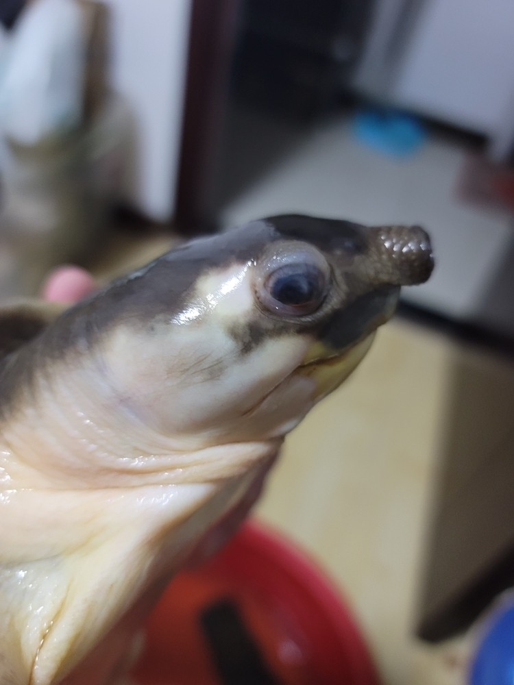 求救 豬鼻龜眼睛 求救 豬鼻龜眼睛 龍魚論壇 第1張