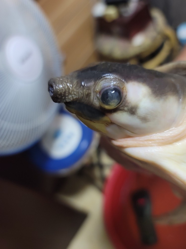 求救 豬鼻龜眼睛 求救 豬鼻龜眼睛 龍魚論壇 第2張