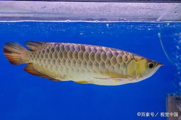 深圳市寶安區阿賓龍魚貿易商行（深圳市寶安區阿賓龍魚貿易商行電話）