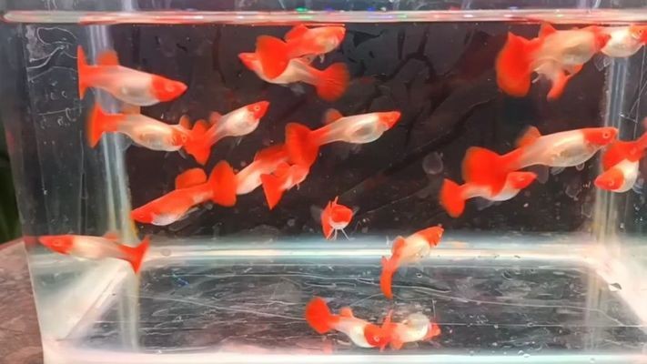 富拉爾基區新寶利水族館