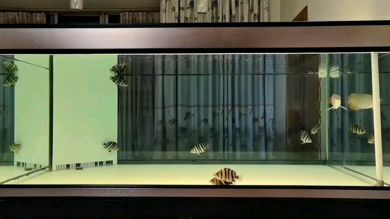 小虎魚真好看 小虎魚真好看 龍魚論壇