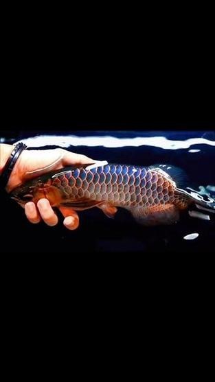 黑龍魚是什么魚圖片大全大圖