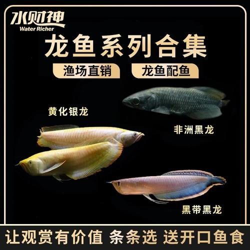 黑龍魚是什么魚圖片大全大圖