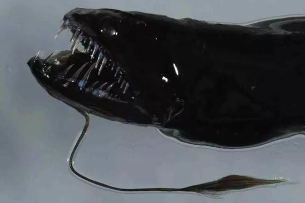 黑龍魚是什么魚圖片大全大圖