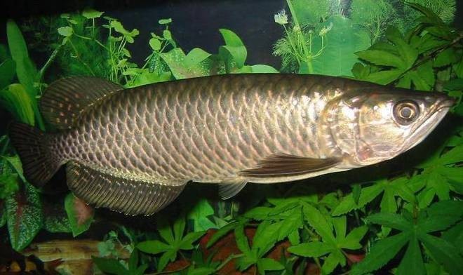黑龍魚是什么魚圖片大全大圖