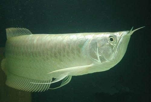 黑龍魚是什么魚圖片大全大圖