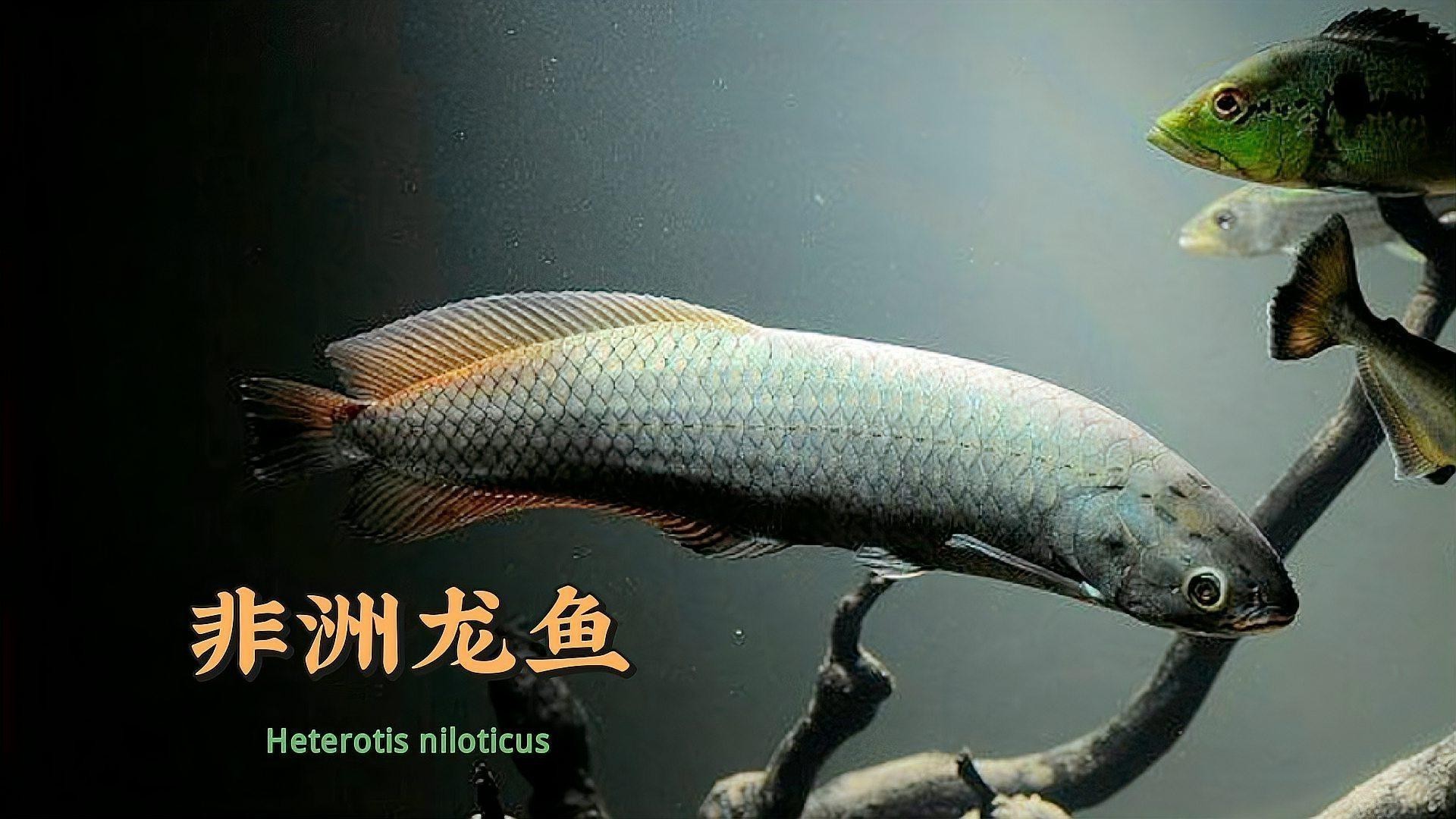黑龍魚是什么魚圖片大全大圖