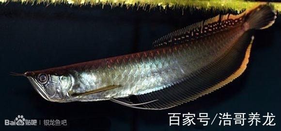 黑龍魚是什么魚圖片大全大圖