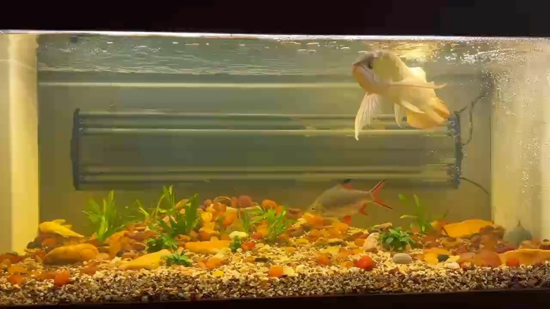 阻擊殺手