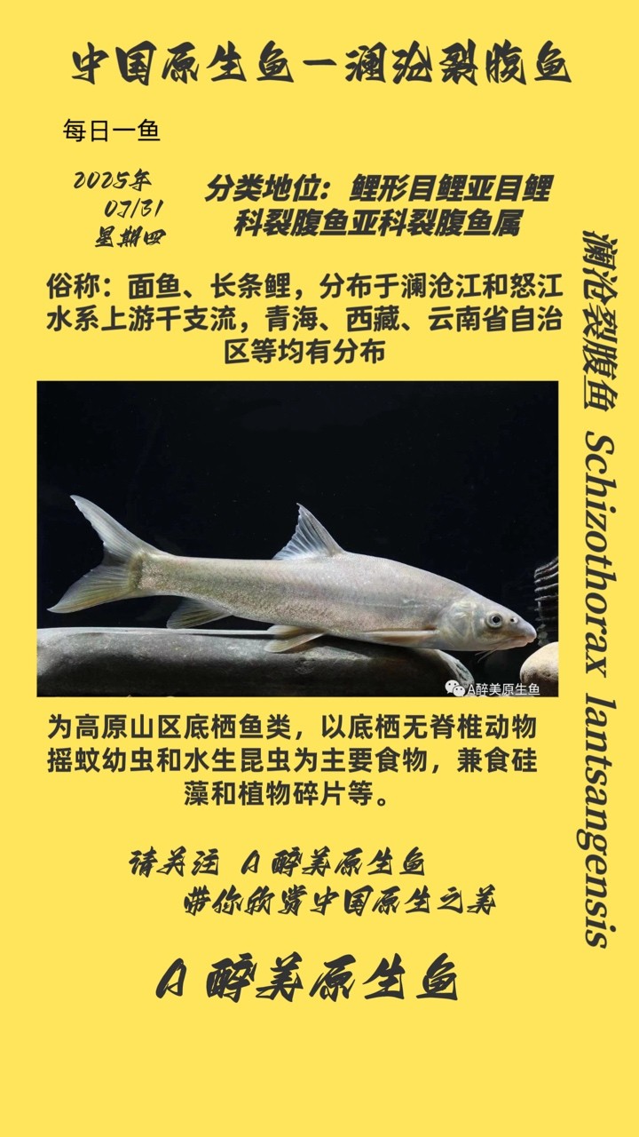 瀾滄裂腹魚