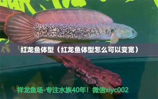 平邑縣姍姍花卉店