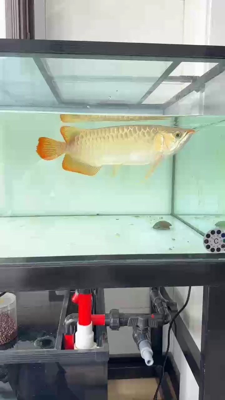 啥都不在線系列…… 啥都不在線系列…… 龍魚論壇