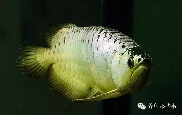 永定區(qū)小林水族店（永定區(qū)小林水族店電話）