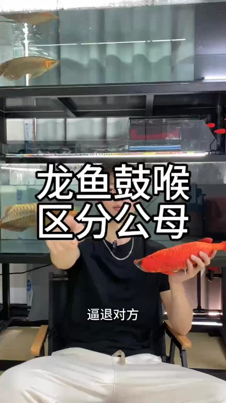都說龍魚鼓喉就是公魚，事實真是如此嗎 都說龍魚鼓喉就是公魚，事實真是如此嗎 龍魚論壇