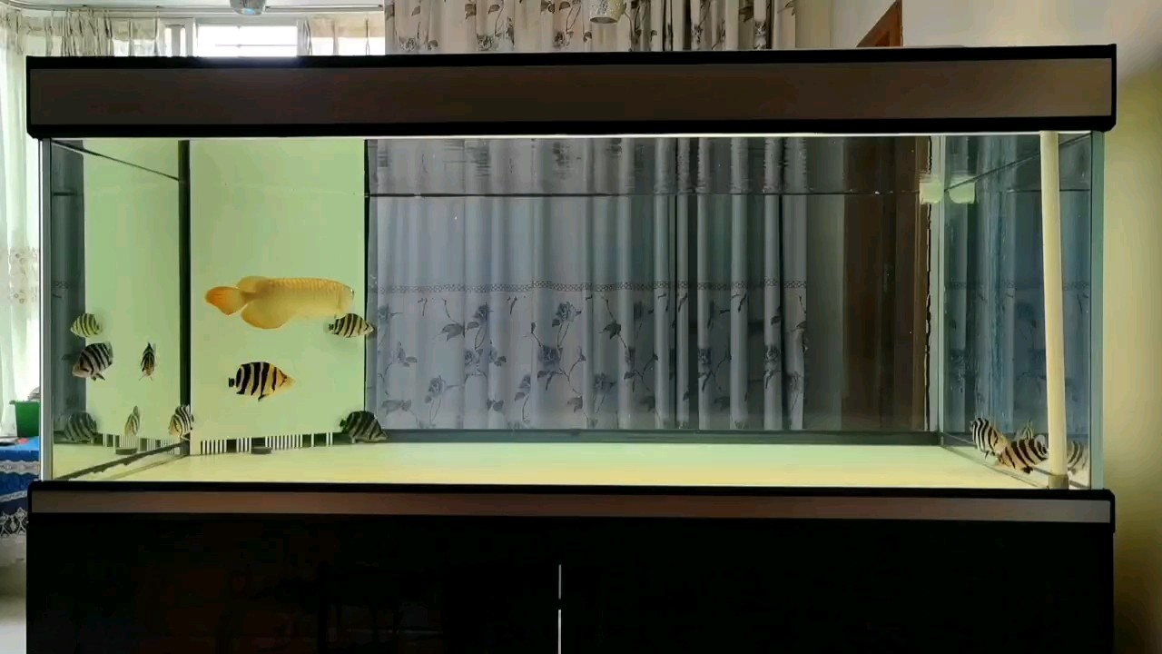 透缸養(yǎng)虎！